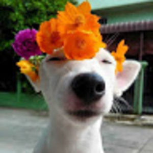 Meet your Posher, Kallie